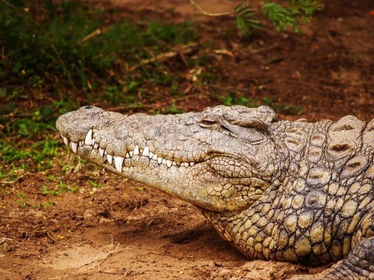 52-Year-Old Zambian Fisherman Fatally Attacked by Crocodile While Fleeing Elephants Along Luangwa River A Crocodile in Luangwa river | Tour Zambia with Lochinvar