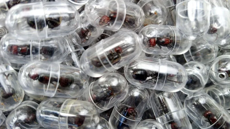 Zhang Kequn, put some of the ants in small containers and some in papers | BBC