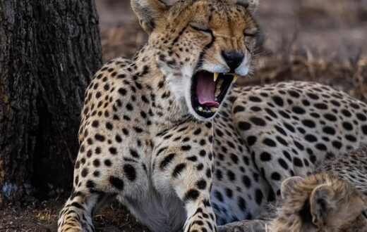 Tanzania, Germany's Reconstructed Serengeti Visitor Centre Opens at Seronera After Sh3.9 Billion Upgrade A cheater at Serengeti National Park yawning