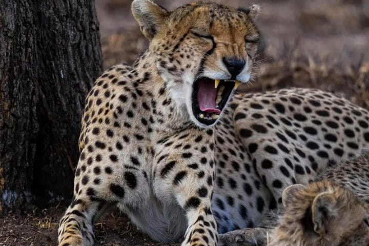 A cheater at Serengeti National Park yawning