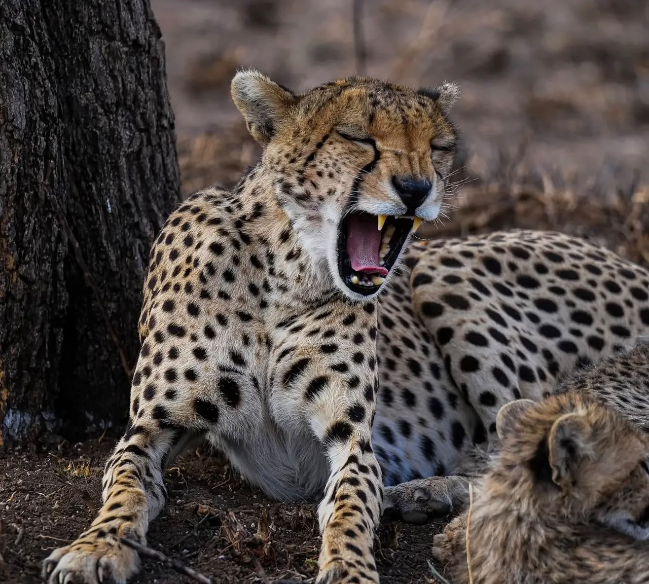 A cheater at Serengeti National Park yawning